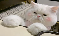 如何养猫家里不臭狗粮味