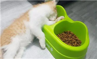 猫咪为什么要推饭盆呢