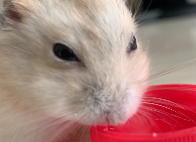 仓鼠水喝多了会怎么样呢