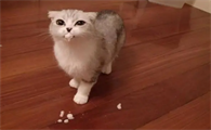 猫咪干呕是怎么回事