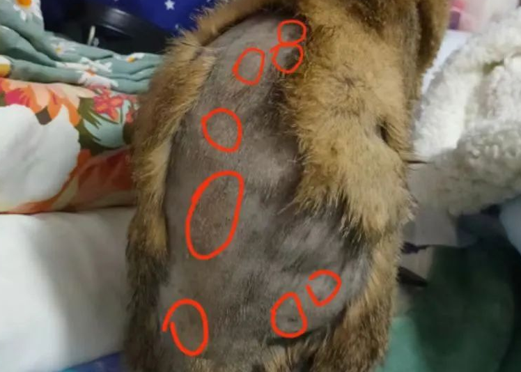 掉毛竟成遗弃猫咪一大主因?这题其实很好解…… 掉毛竟成遗弃猫咪一大主因?这题其实很好解……