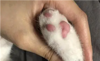 猫咪的脚掌为什么臭了呢