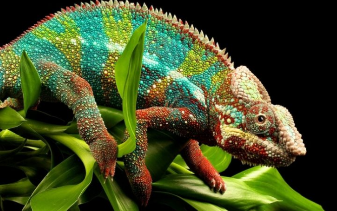 变色龙一共有几种颜色