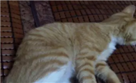 猫咪为什么会有肚腩啊