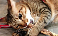 猫咪咬木头是为什么呢