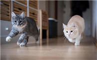 猫为什么会跑到你前面呢