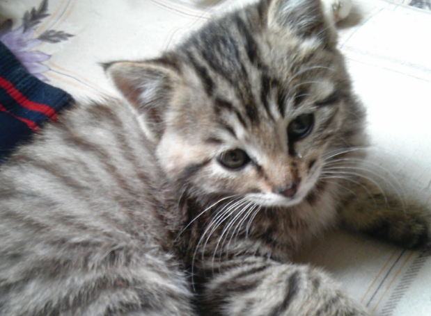 虎皮猫怎么养?来看看吧 虎皮猫怎么养?来看看吧