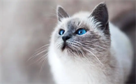 猫咪为什么眼屎较多怎么回事