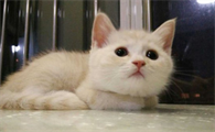 猫绝育后多久吃东西?