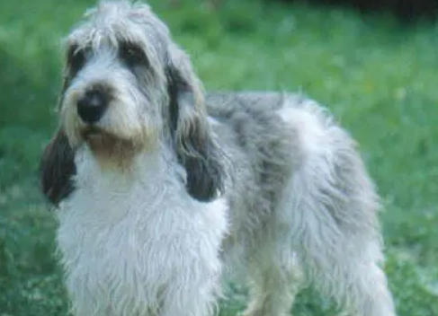 长卷毛猎犬吃什么比较好? 长卷毛猎犬吃什么比较好?