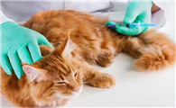 小猫怎么样不可能得狂犬病呢