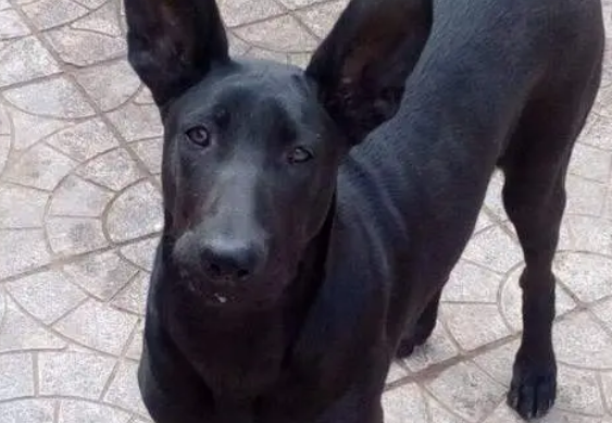 为什么现在养黑狼犬的人越来越少？原来是这几点太可怕了！