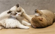 猫咪见面没打架是为什么原因