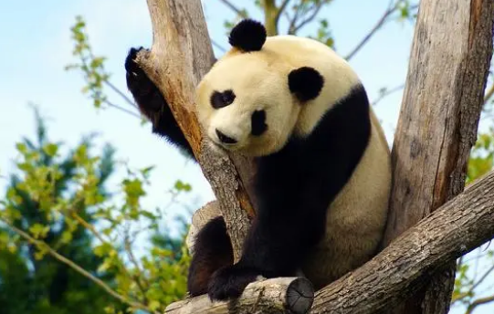 关于国宝大熊猫的,五点冷知识,看你知道几个? 关于国宝大熊猫的,五点冷知识,看你知道几个?