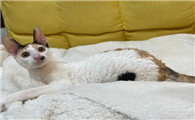 猫为什么不脱毛了呢