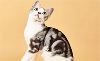 鉴别猫咪品种的方法有哪些