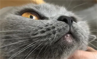 猫咪下巴为什么会长包块的原因