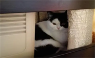 猫咪为什么突然到处躲在角落