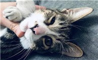 猫咪是暖男的原因