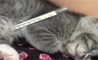 猫咪温度36度正常吗为什么