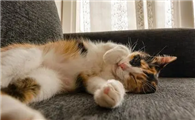猫咪喜欢躺着玩是为什么呢
