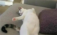 猫咪为什么露出肚子来呢