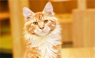 宅在家的猫咪是不是也要驱虫