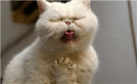 猫咪为什么总吐啊