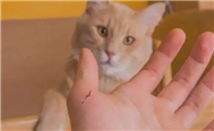 猫咪为什么会把手咬破呢