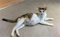 小猫咪的肚子很大是什么原因造成的