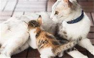 猫咪为什么会吃小飞虫啊