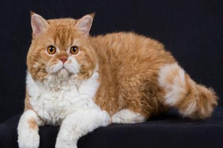 塞尔凯克猫卷毛猫多少钱 塞尔凯克猫卷毛猫多少钱