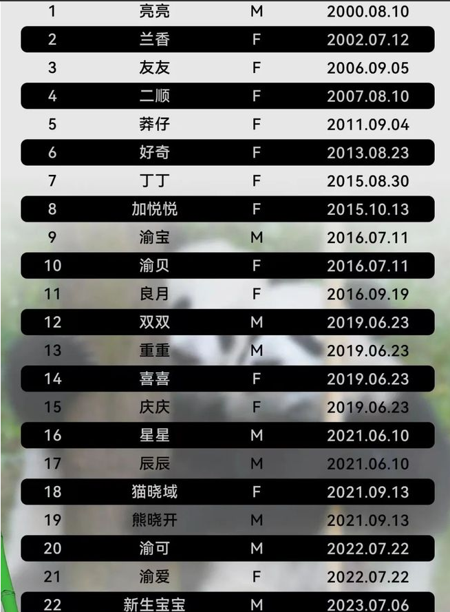 “莽仔”第三胎满月！重庆动物园已有22只大熊猫，花名册来了→