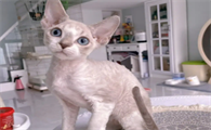 德文卷毛猫价格多少钱一只啊