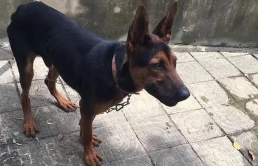 红犬是什么狗,怎么养? 红犬是什么狗,怎么养?