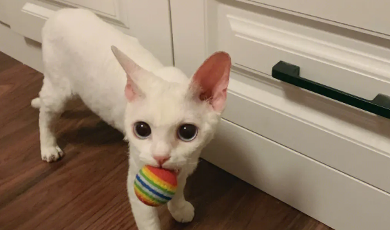 德文卷毛猫都有哪些优点和缺点