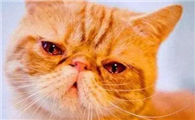 猫咪为什么眼睛会变黄了呢