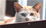猫为什么被困住
