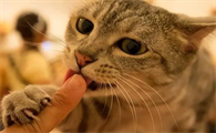 猫咪舔我为什么要咬我呢怎么回事