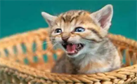 猫咪不动了为什么会叫个不停啊