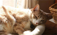 猫咪跟腱受损怎么治疗啊？
