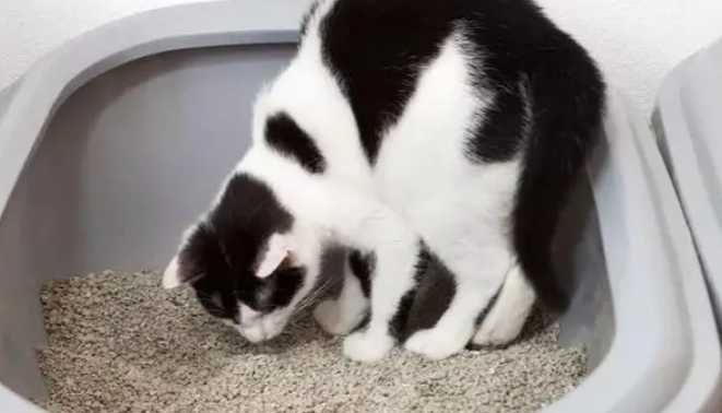 松谷家豆腐猫砂怎么样