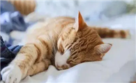 猫咪为什么喜欢进主人卧室啊