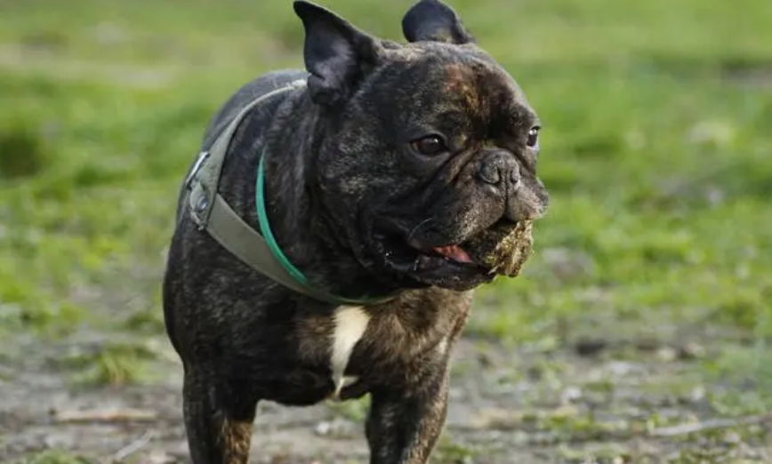 养斗牛犬的基本常识