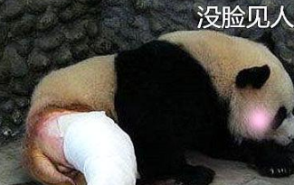熊猫被卷入“群架”，骨折被剃毛，“一剃成名”：快把我裤子拿来
