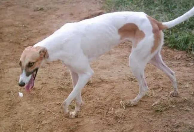格力犬多久发情一次算正常 格力犬多久发情一次算正常