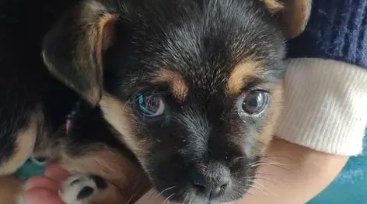 四眼犬的饲养方法与注意事项