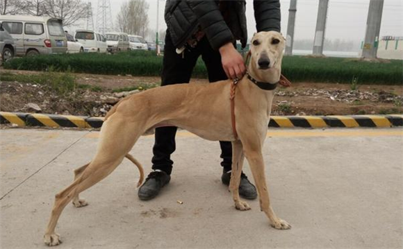 格力犬又叫什么犬