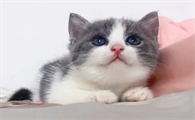 猫咪便血能自愈吗