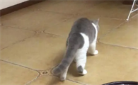 猫走路摇晃没劲是什么病引起的